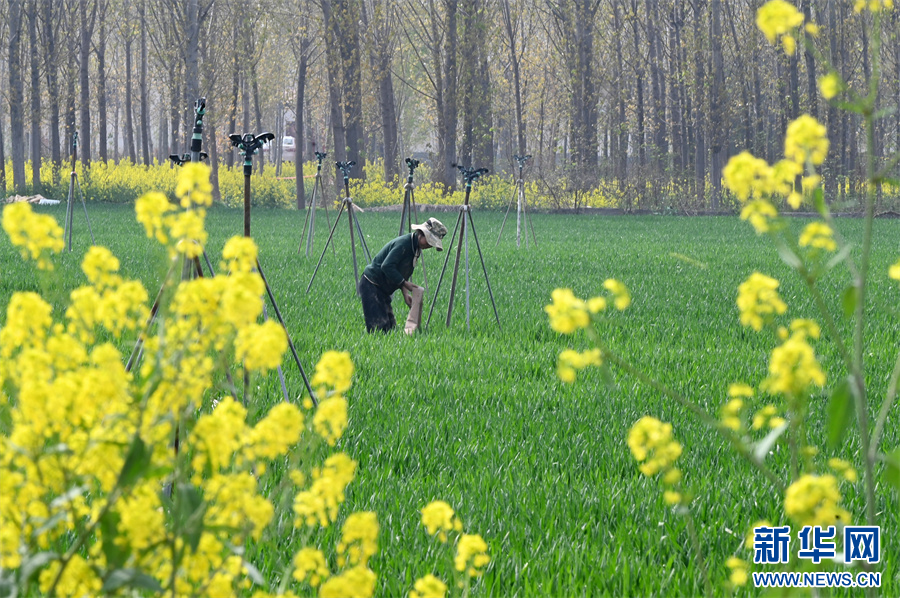 4月6日，河南省沁阳市王曲乡西王曲村，农民在布置喷灌设备准备为小麦浇水。