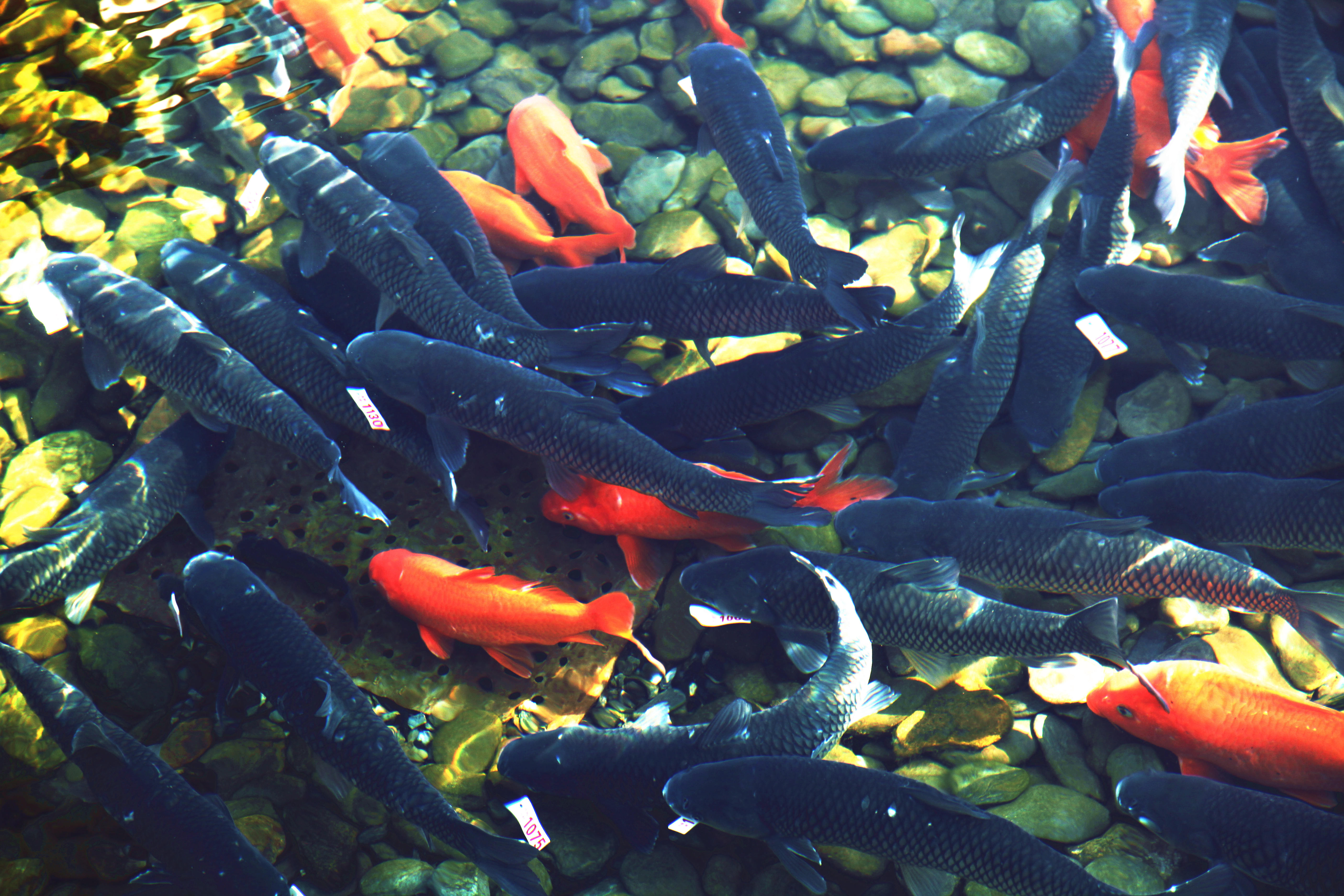 安徽休宁:一条鱼"游"出乡村振兴好"丰"景