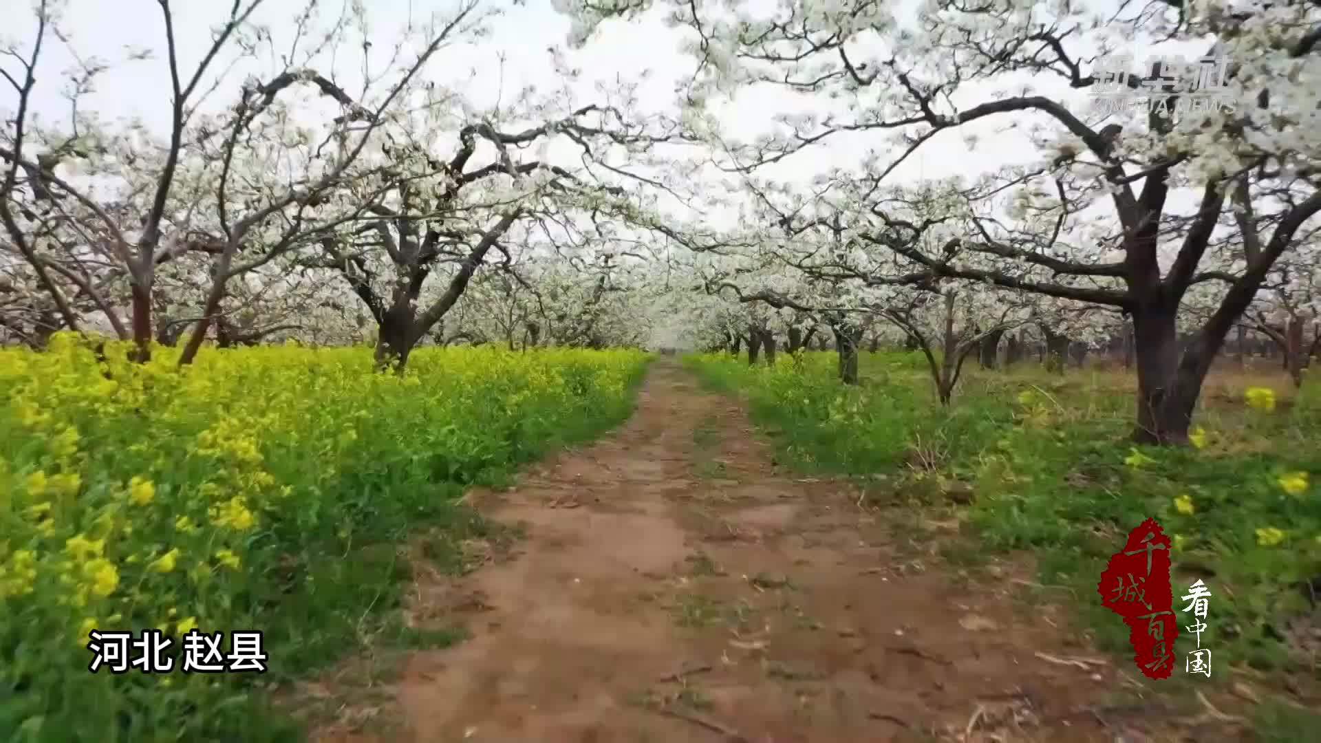 千城百县看中国丨河北赵县：赏万顷梨园 品梨花美食