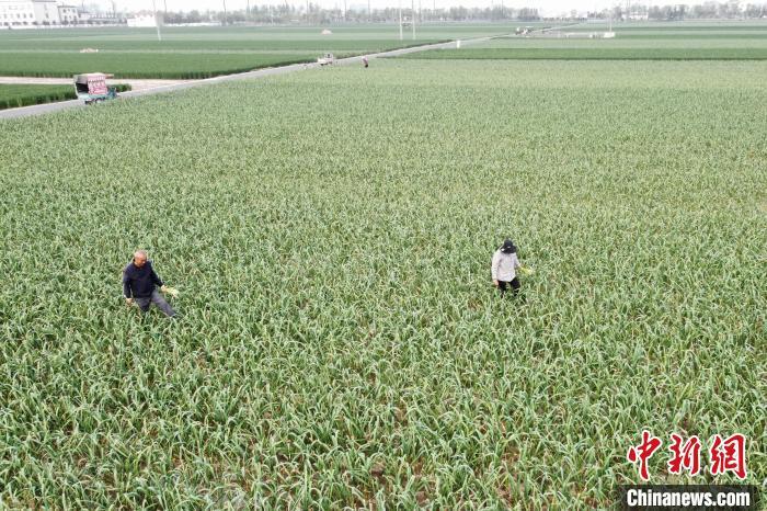 图为农户在大蒜地内抽蒜薹。(无人机照片) 刘俊涛 摄