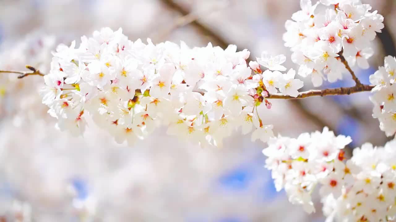 樱花季来临，开着领克08 EM-P去看花吧