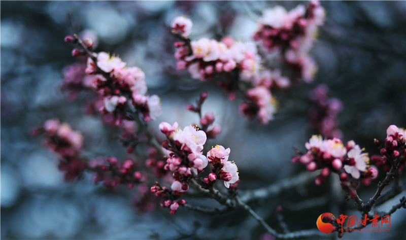 兰州榆中:杏花春雨两相宜 山间四月好时节
