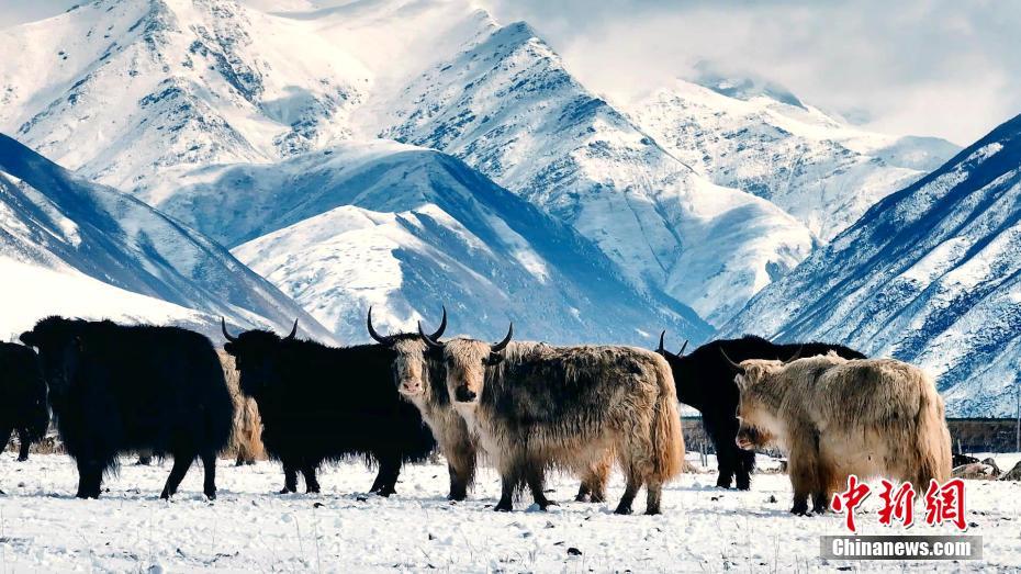 祁连山春日雪景：苍山负雪尽显山河壮丽