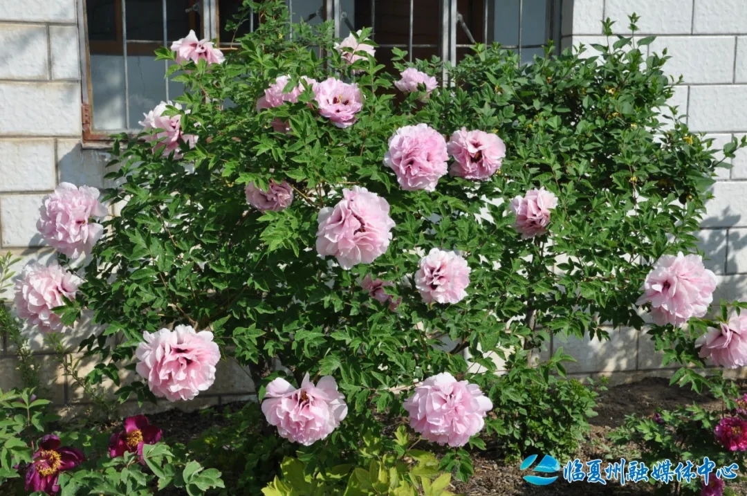 粉色系代表花“观音面”　常承源/摄