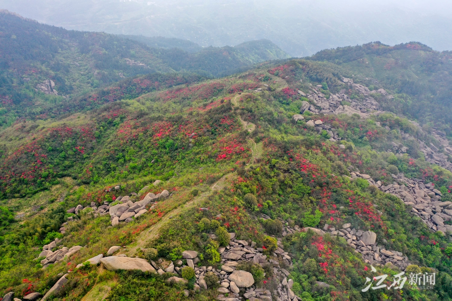 南昌湾里:高山杜鹃花开 共赴一场春天的约会凤凰网江西_凤凰网
