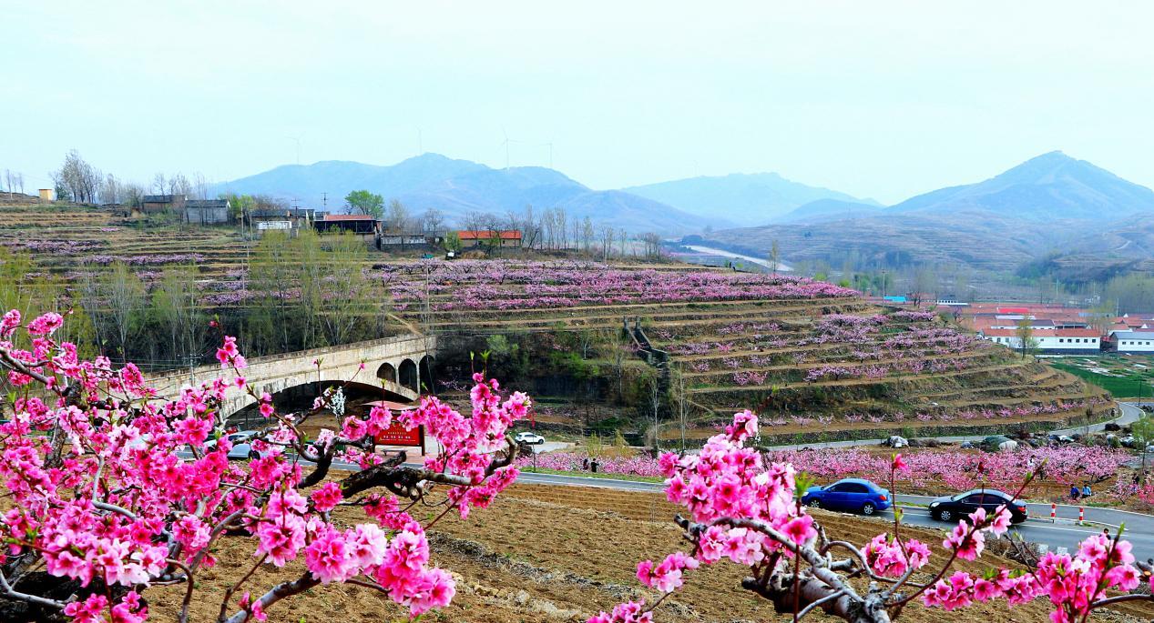 五莲学庄的桃花开遍山坡,微风吹过,花瓣铺满大地上。 刘玉平 摄