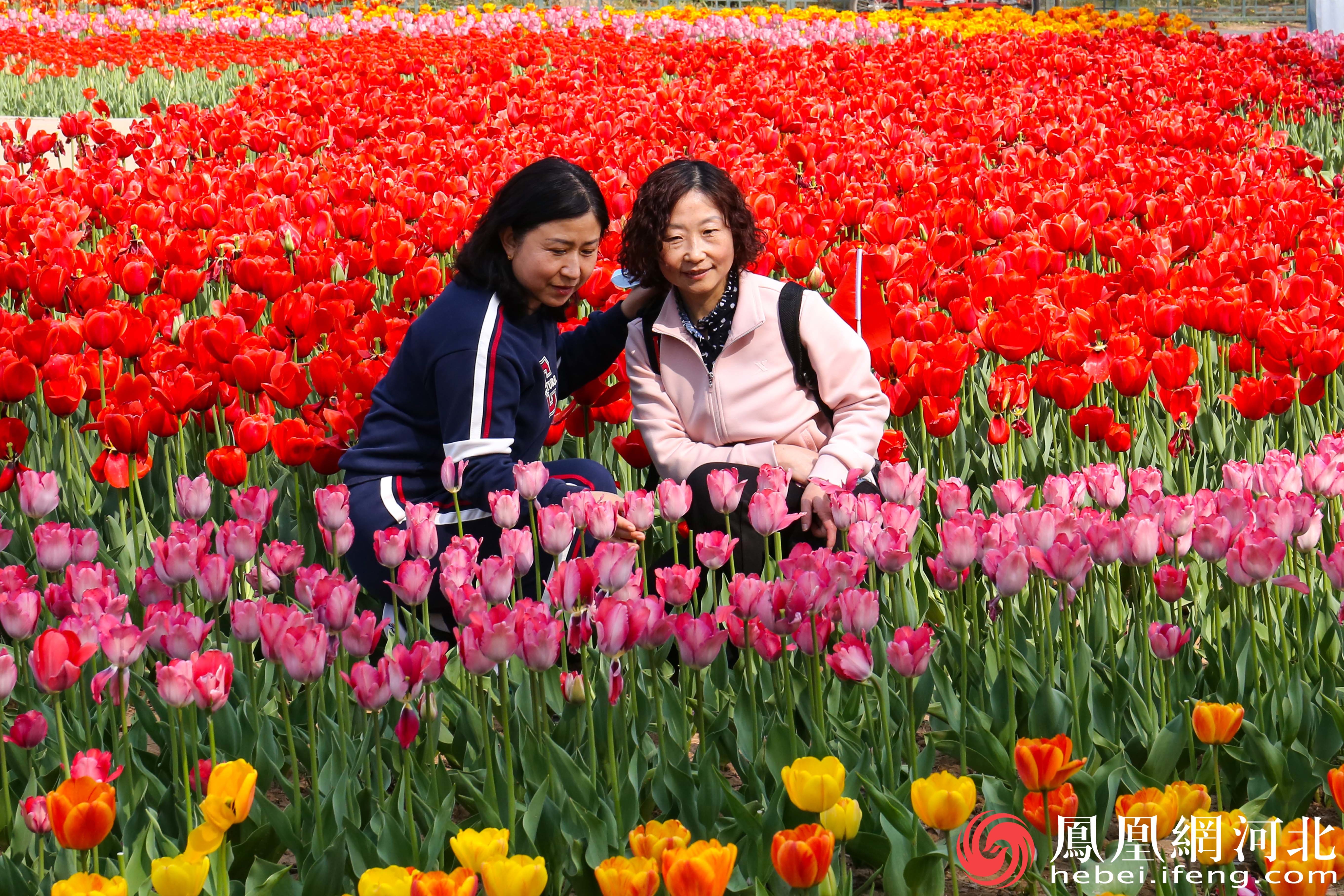 两位市民正静静地赏花，她们的脸上洋溢着淡淡的微笑。