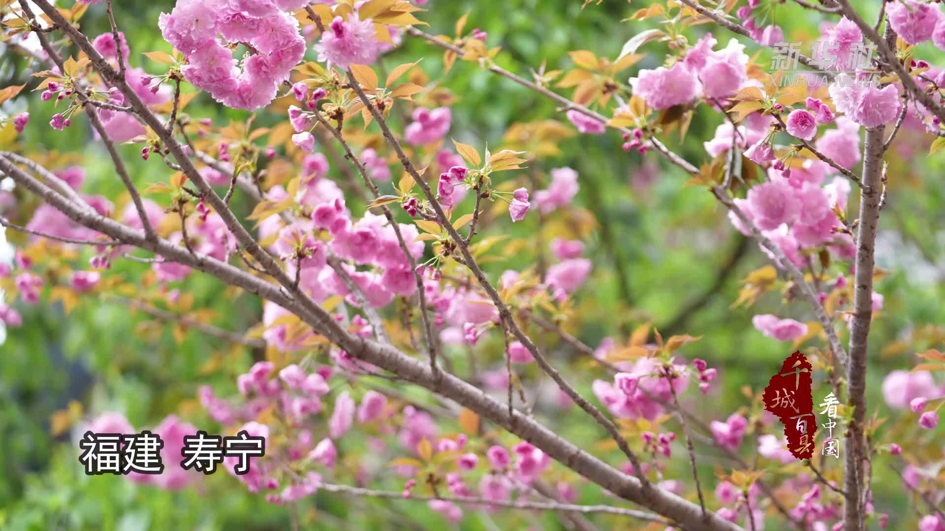 千城百县看中国｜福建寿宁：樱花烂漫春正好