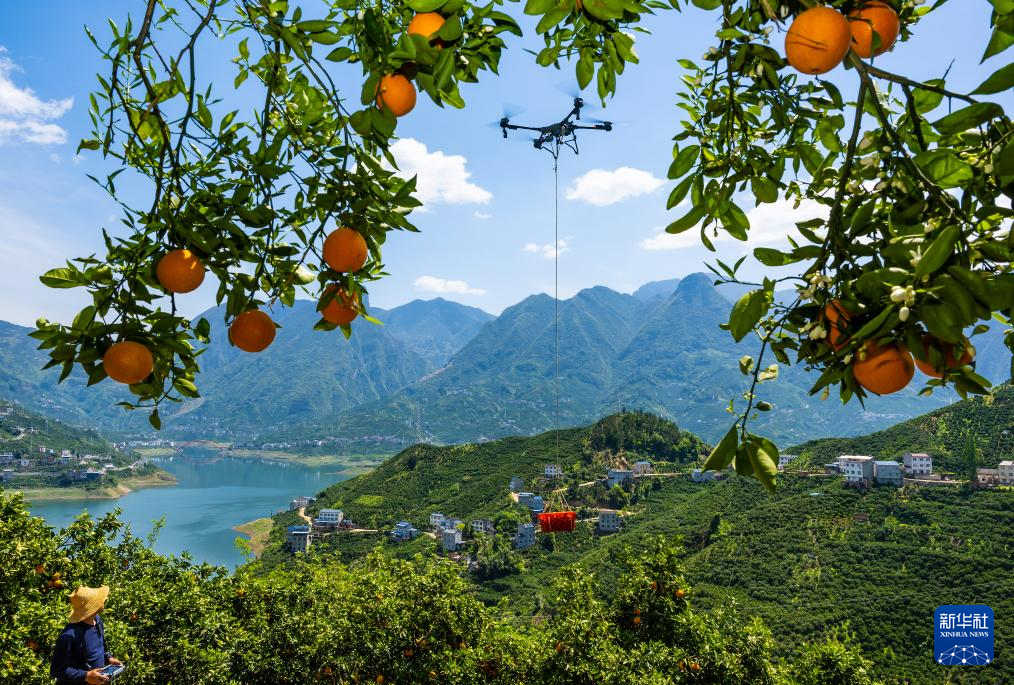 湖北秭归花果同枝春橙飘香