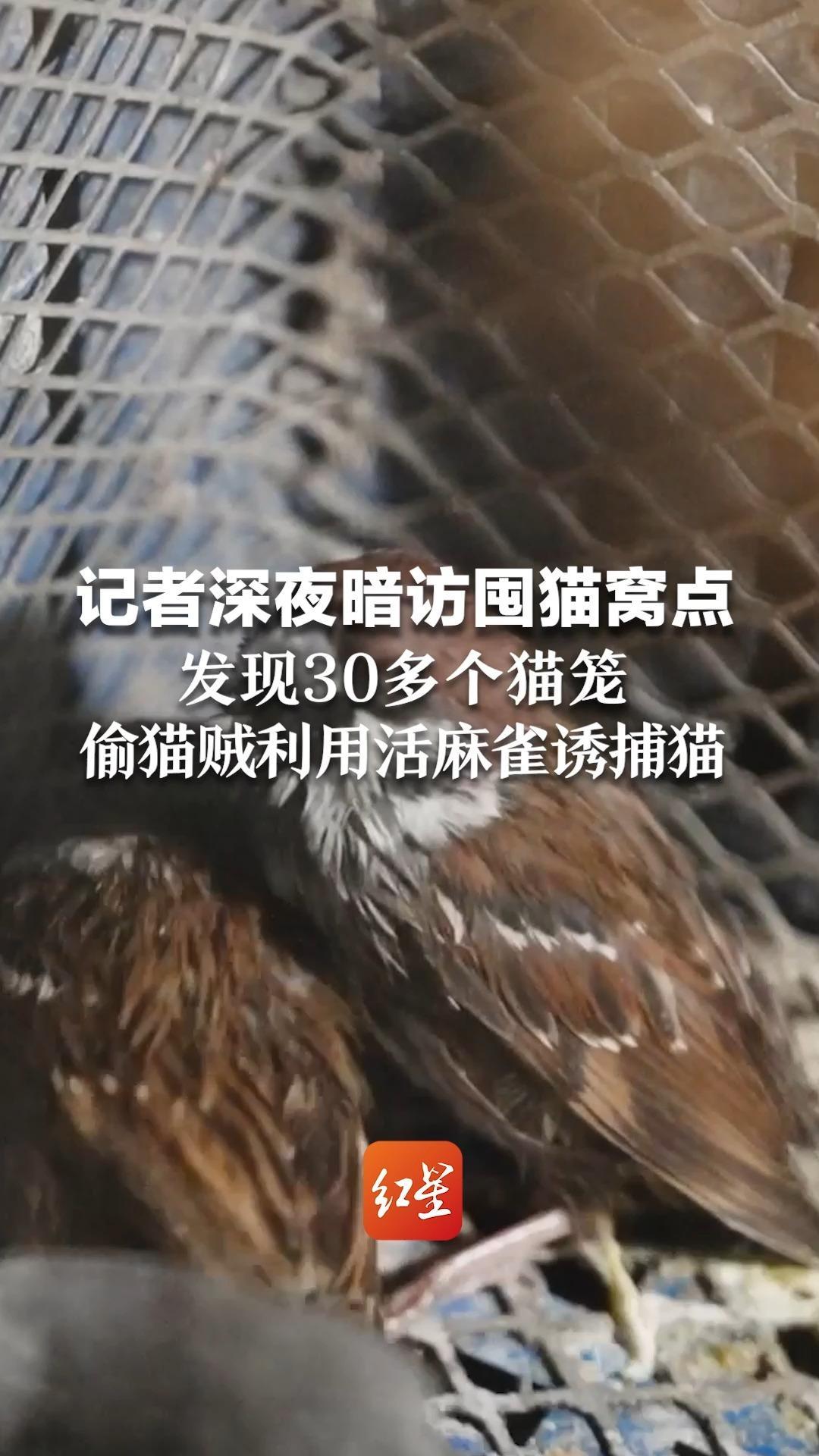 追踪偷猫黑产③ 记者深夜暗访囤猫窝点 发现30多个猫笼 偷猫贼利用活麻雀诱捕猫