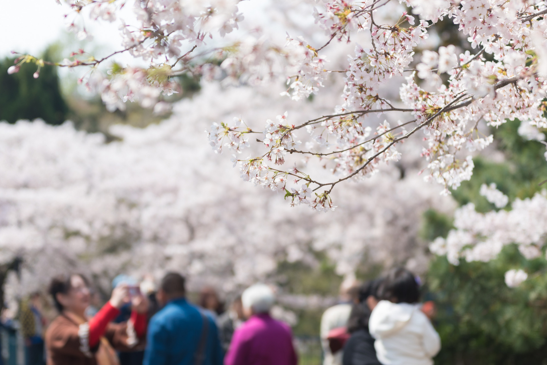 快来中山公园青岛樱花会 来一场春日浪漫之旅