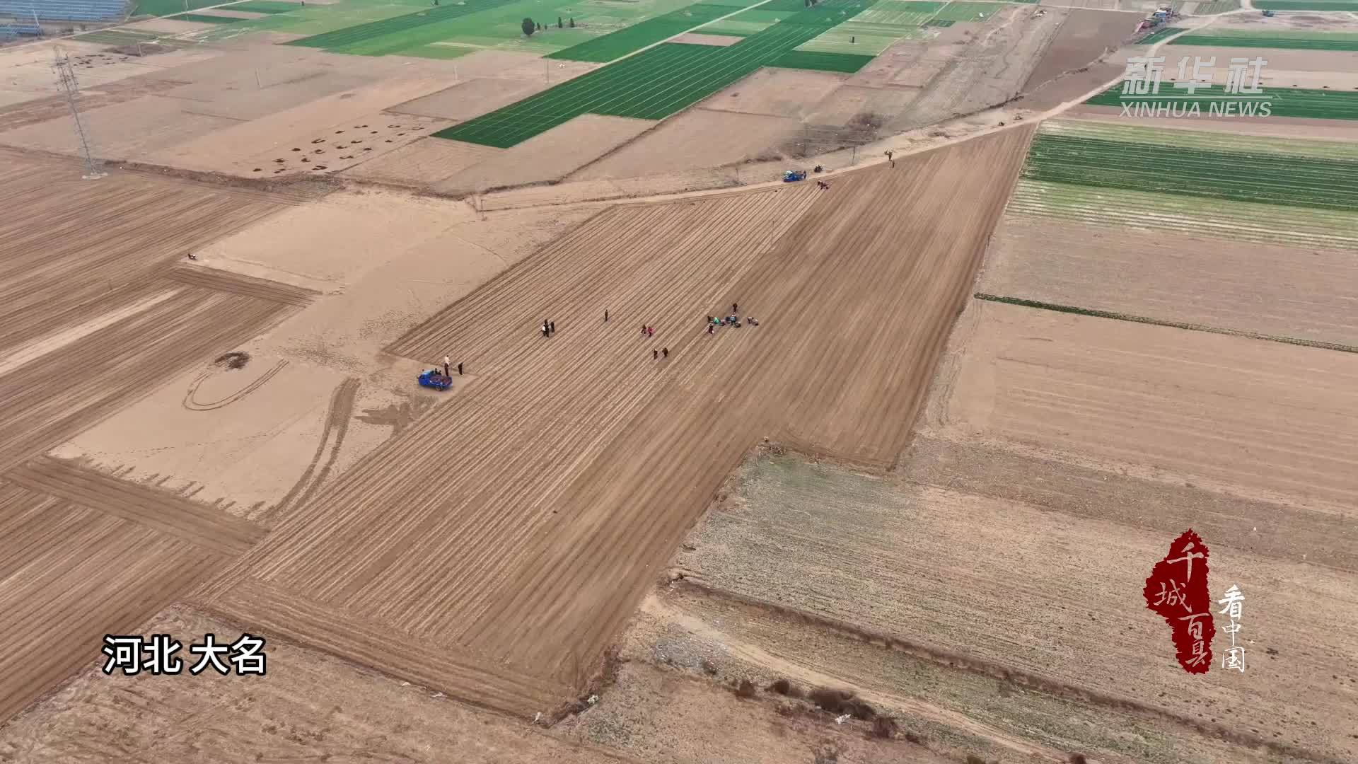 千城百县看中国丨河北大名：中药材种植忙 致富路上药香飘