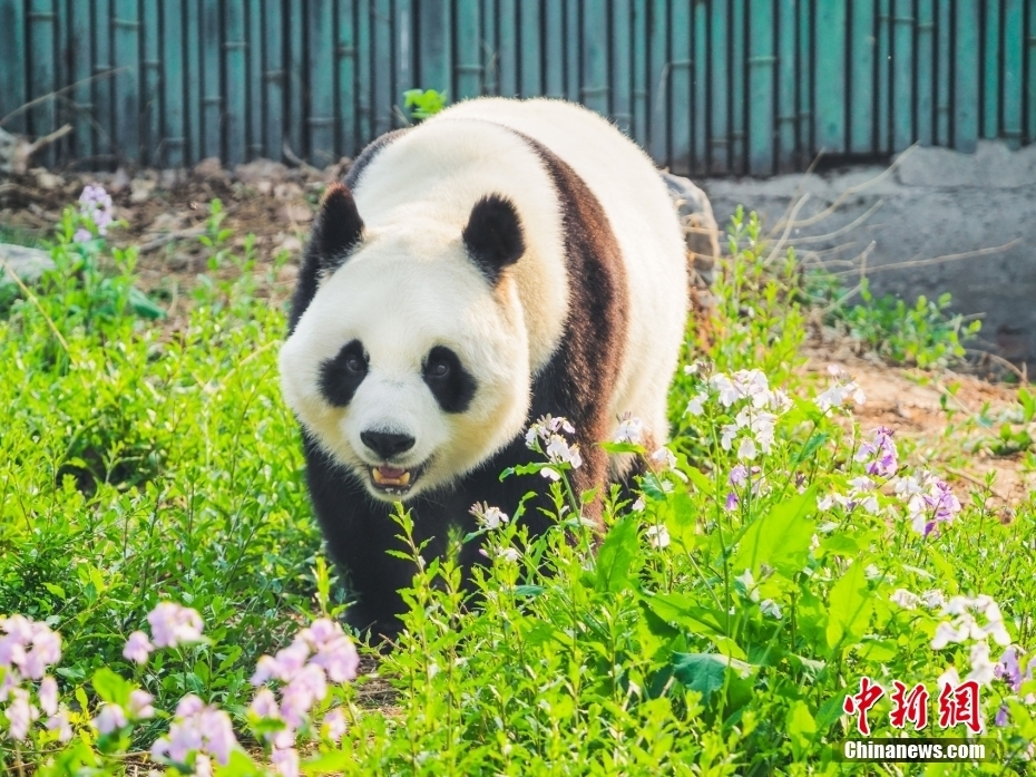 熊猫场景图片