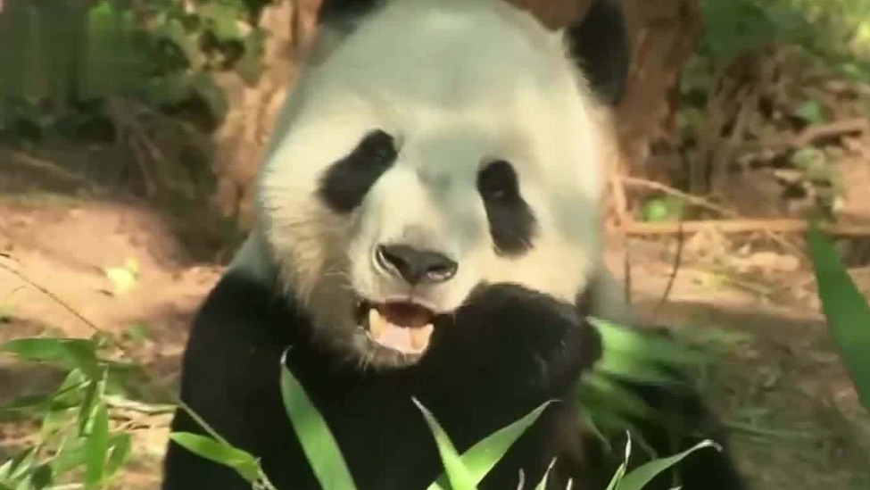美国旧金山动物园将首次迎来一对熊猫