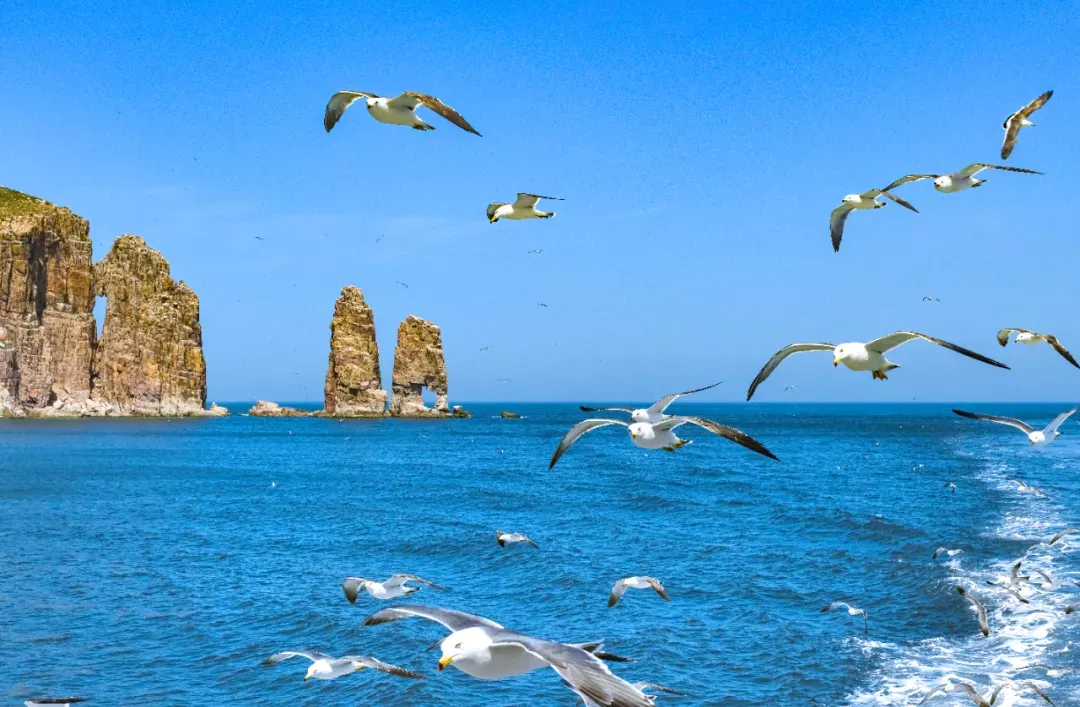 // 烟台万鸟岛　摄影丨张维康