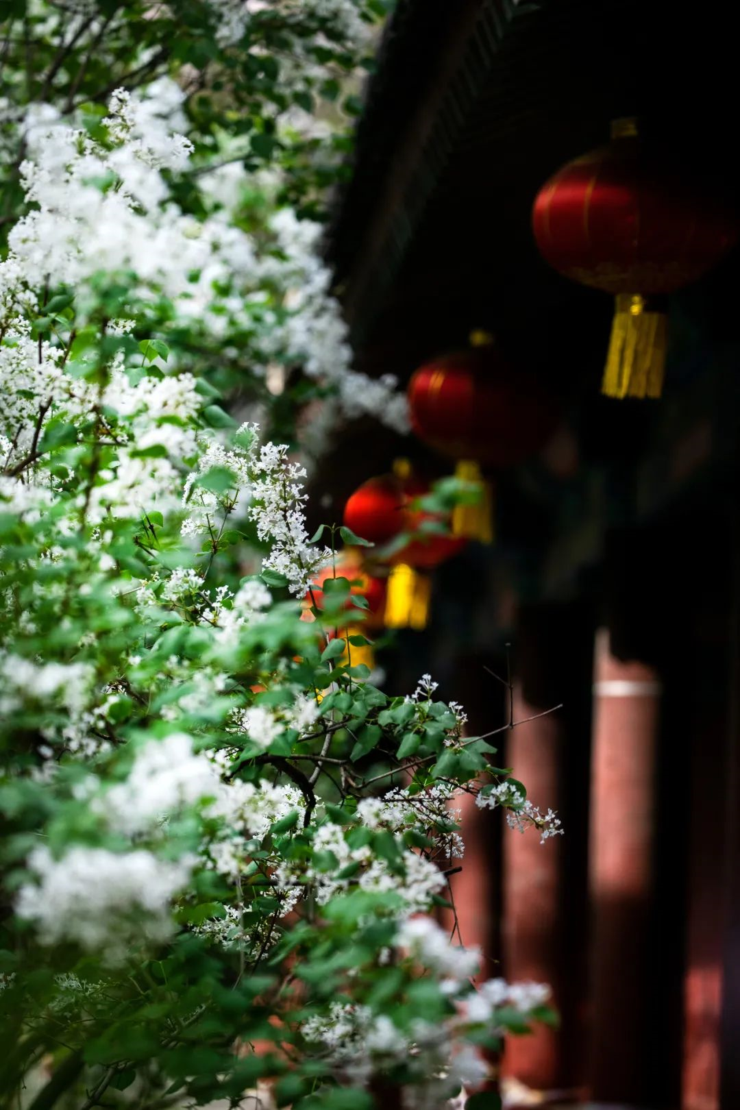 丁香诗会丨在西城，遇见传承百年诗情与花香
