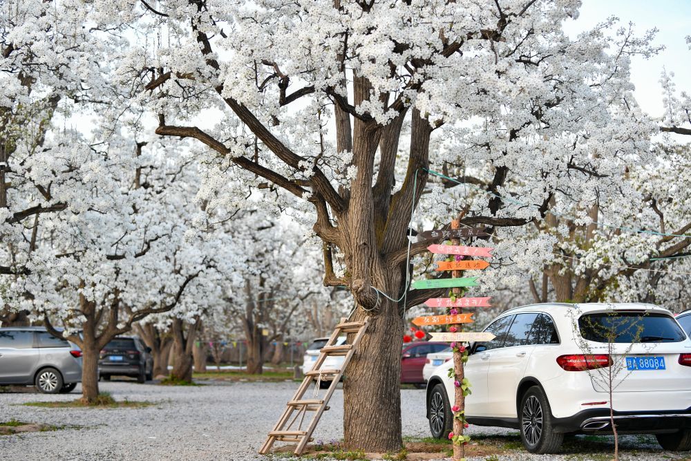 这是4月10日在皋兰县什川镇古梨园拍摄的梨花