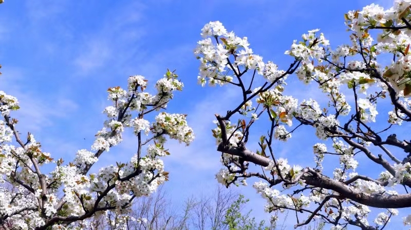 五莲盘龙河梨花盛开,花瓣白如雪、素洁淡雅。 刘玉平 摄