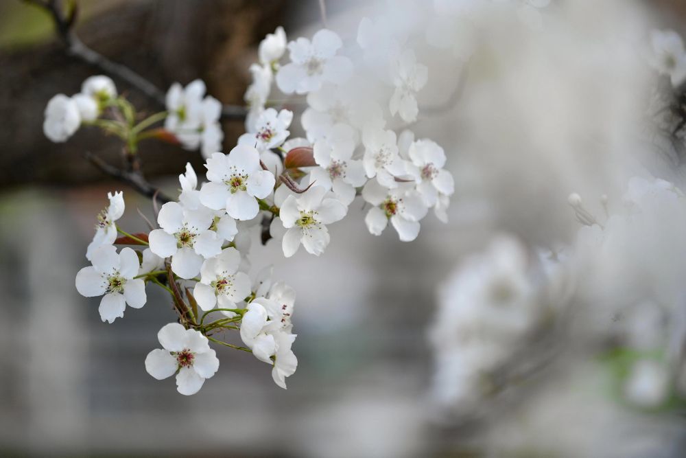 这是4月10日在皋兰县什川镇古梨园拍摄的梨花