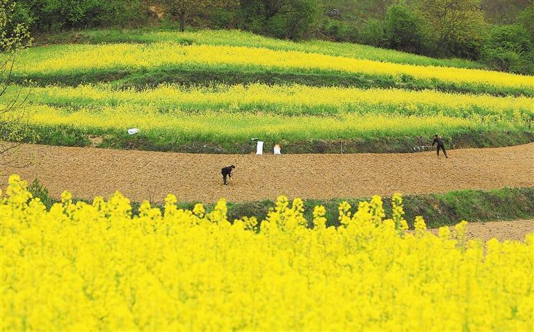 近日，徽县大河店镇小地坝村农民在高山撂荒地复耕复种玉米。近年来，陇南市“盘活”闲置撂荒地，实现土地增效、农民增收。新甘肃·甘肃日报通讯员　李旭春