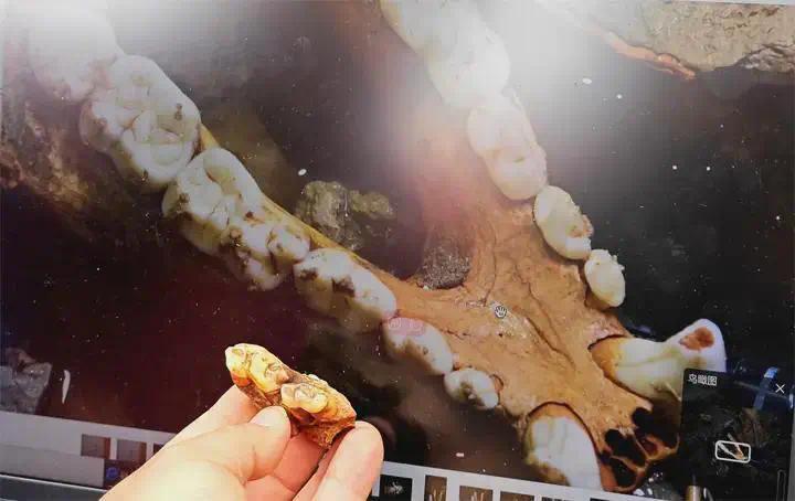 熊猫化石（贵州师范大学魏炜供图）