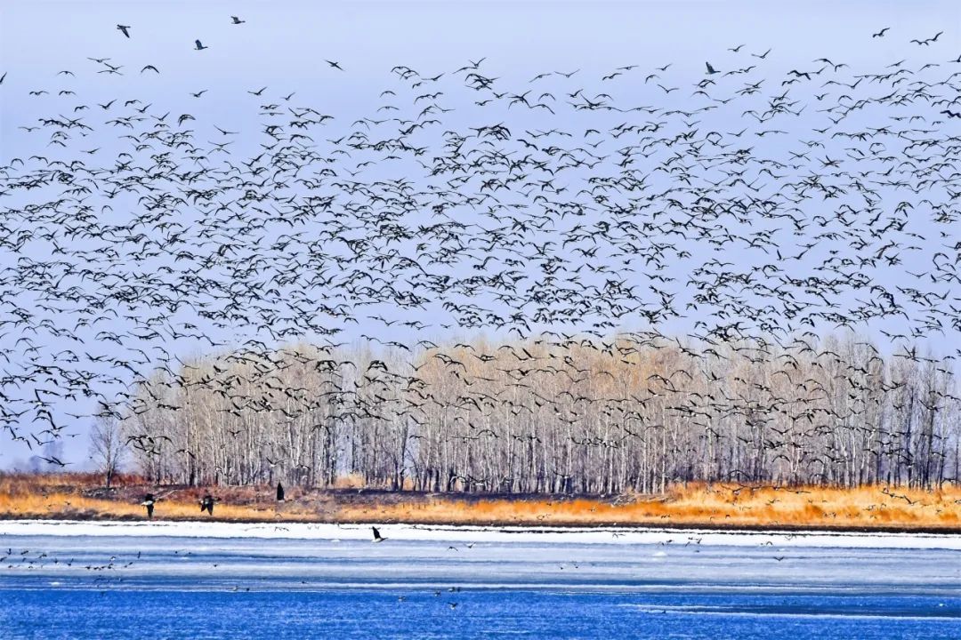 万鸟翩跹黑土地合奏生态圆舞曲黑龙江省摄影家聚焦候鸟回归作品线上