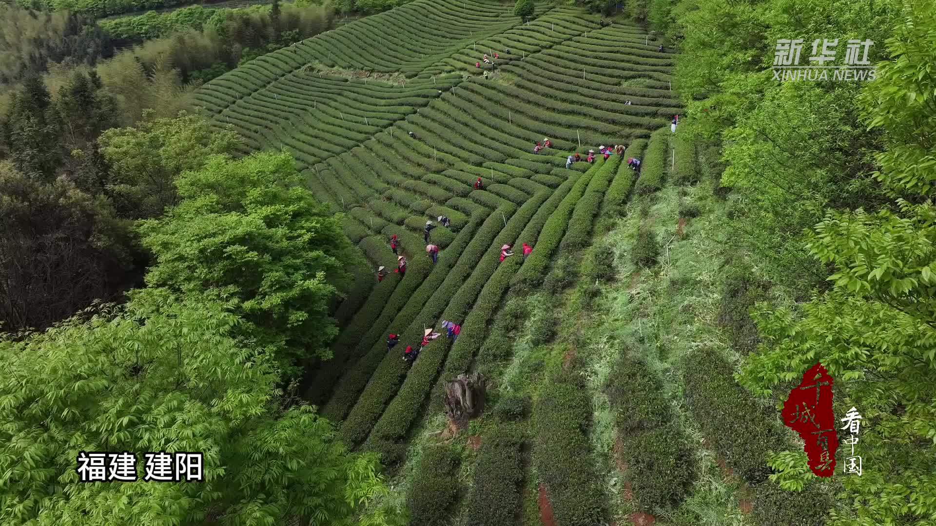 千城百县看中国丨福建建阳：采茶能手聚春山！上演“指尖争霸”