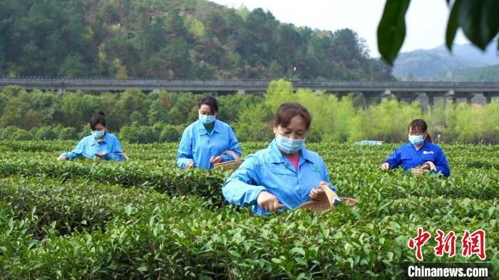　2024年4月，西乡茶农正在采摘春茶。　西乡县委宣传部供图