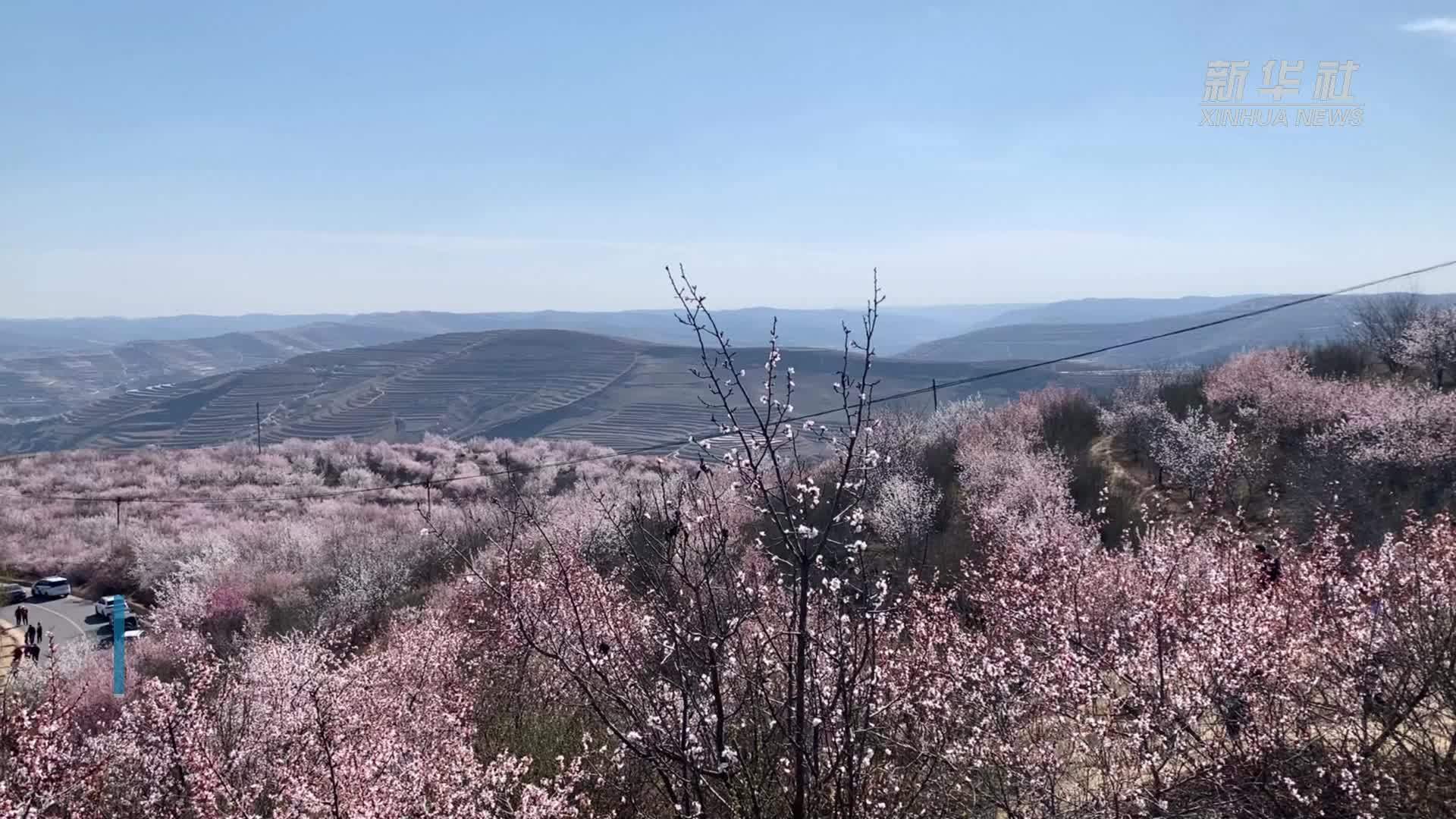 宁夏固原：万亩梯田花海似桃源仙境