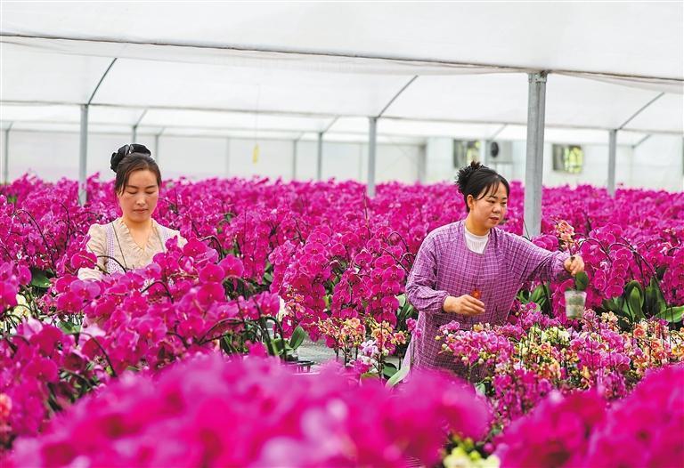 清水县花卉基地，蝴蝶兰、仙客来等80多种花卉竞相开放，生机盎然。这是4月16日花卉基地的工作人员在打理蝴蝶兰。