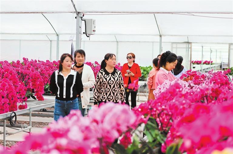 市民在选购花卉　新甘肃·甘肃日报记者　冯乐凯