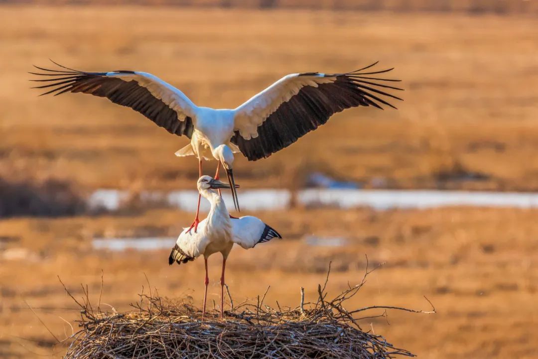万鸟翩跹黑土地合奏生态圆舞曲黑龙江省摄影家聚焦候鸟回归作品线上