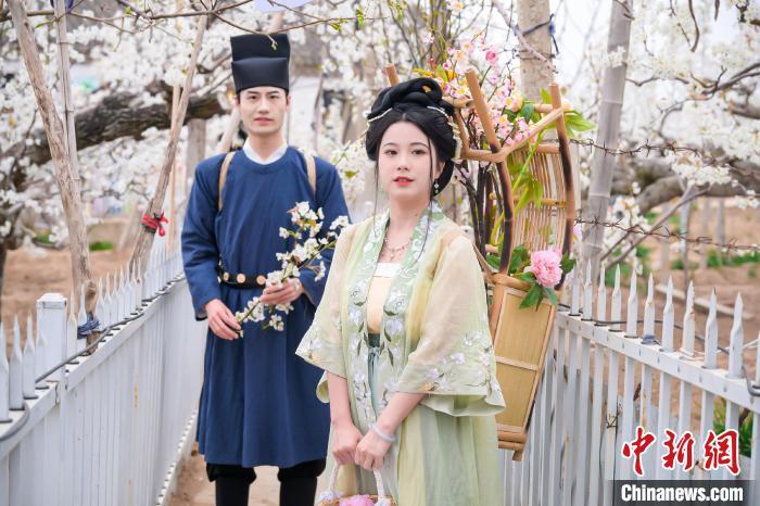 梨花花海吸引游客游园拍照。纪欣宏 摄