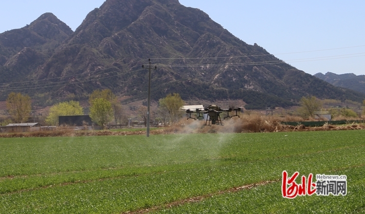 图为植保无人机在喷洒农药。