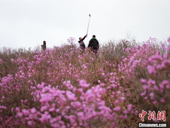 图为游客在岫岩满族自治县黄岭村映山红景区游玩拍照。 中新网 记者于海洋摄