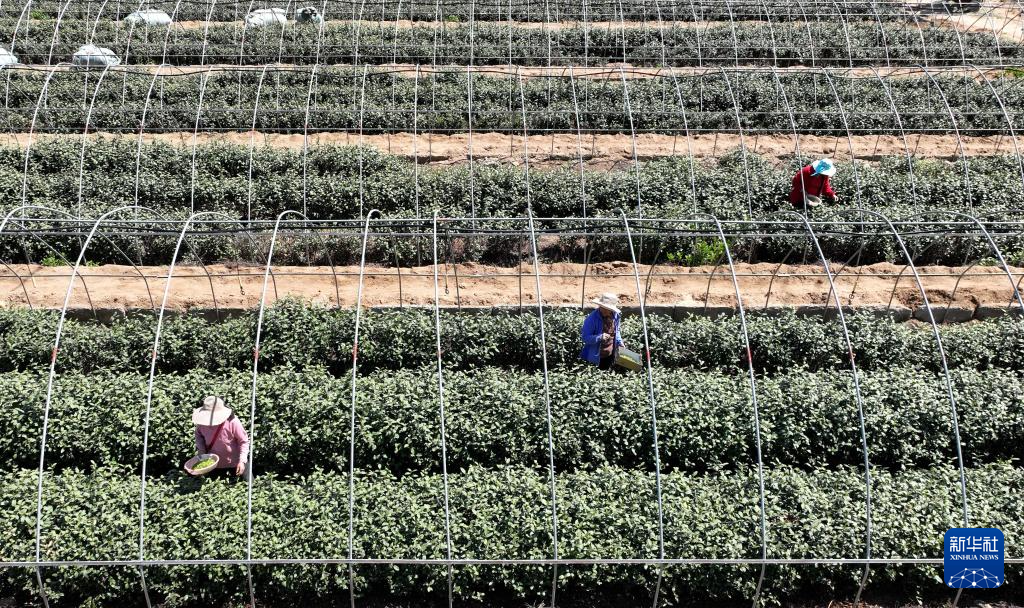 4月16日,在河北省灵寿县南营乡东寺岭村一家茶叶种植基地,农民在茶园采茶(无人机照片)。