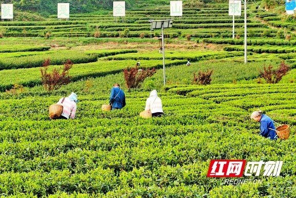茶叶产业作为乡村振兴的“助推器”，带动当地农民致富。