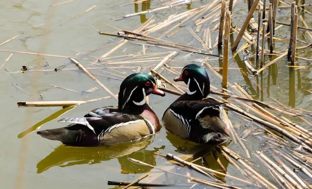 图为野鸭子重回达溪河