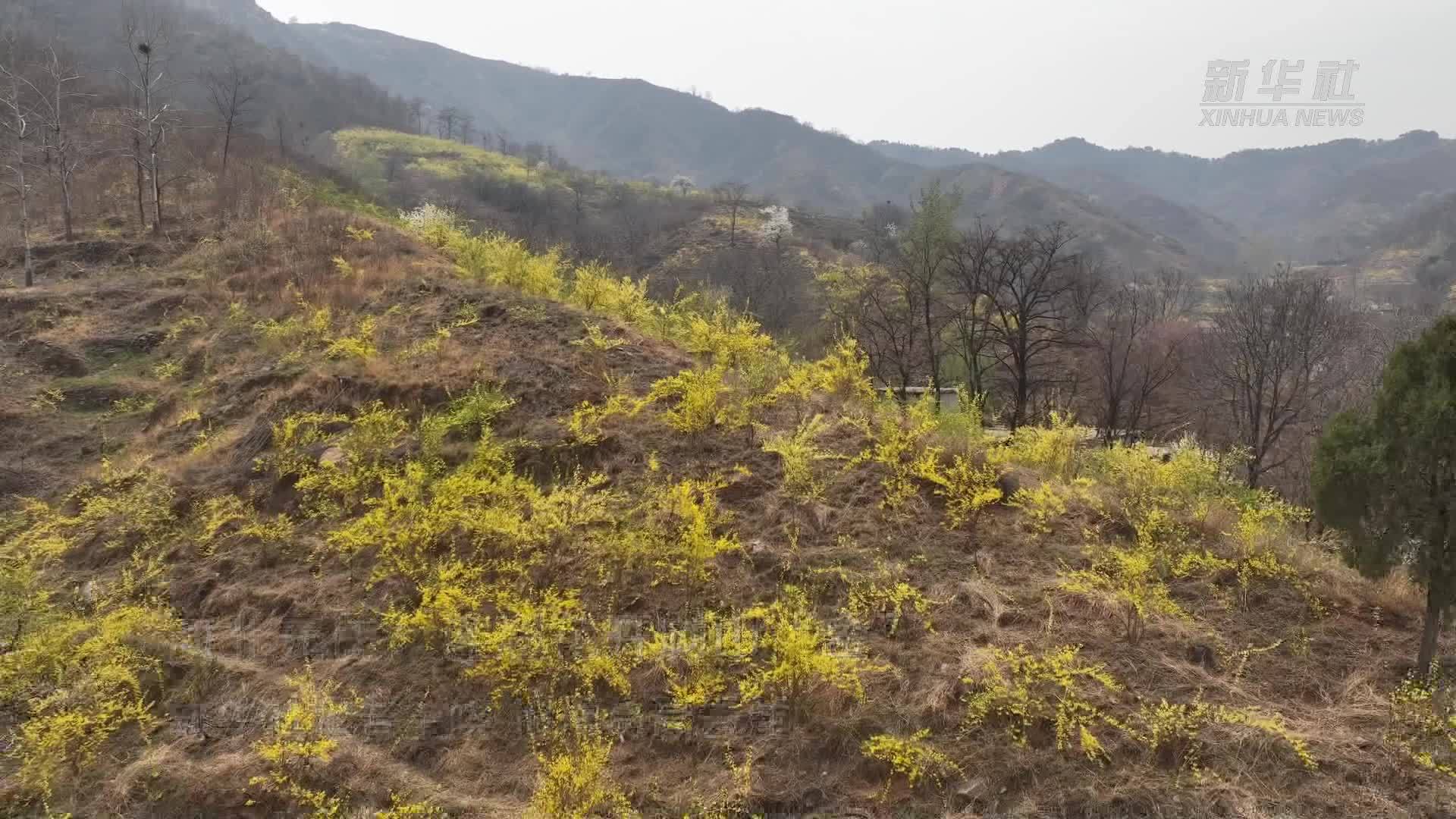 河北元氏：连翘花开满山“金”