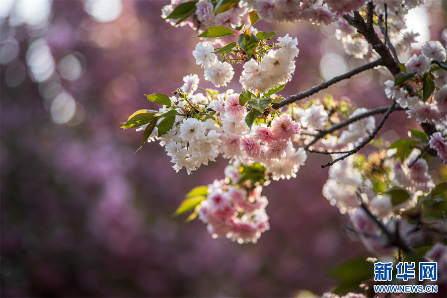 4月12日,河南省济源市思礼镇万阳湖畔的樱花。