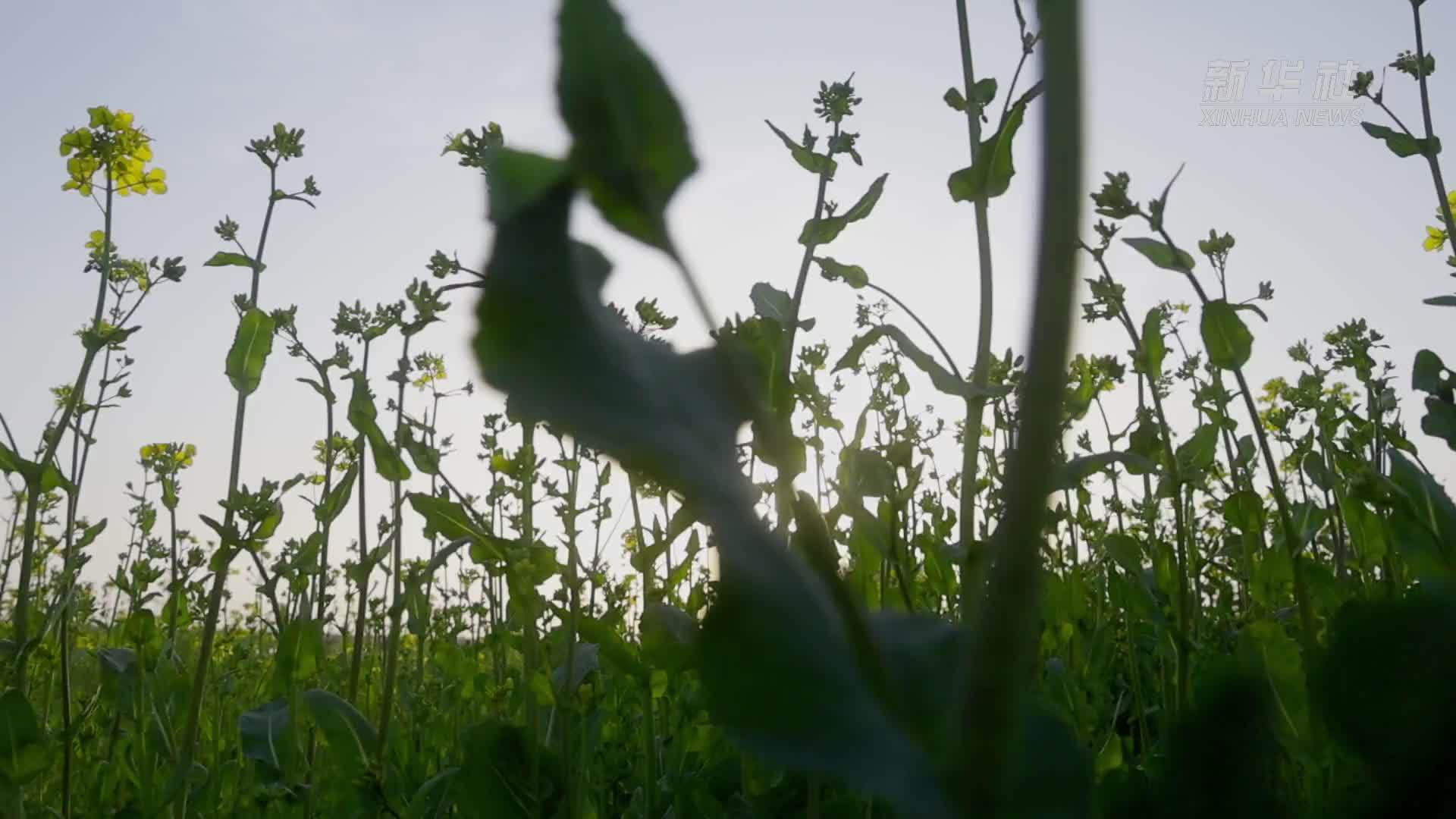 千城胜景｜河北吴桥：锦绣花开 运河春景美如画