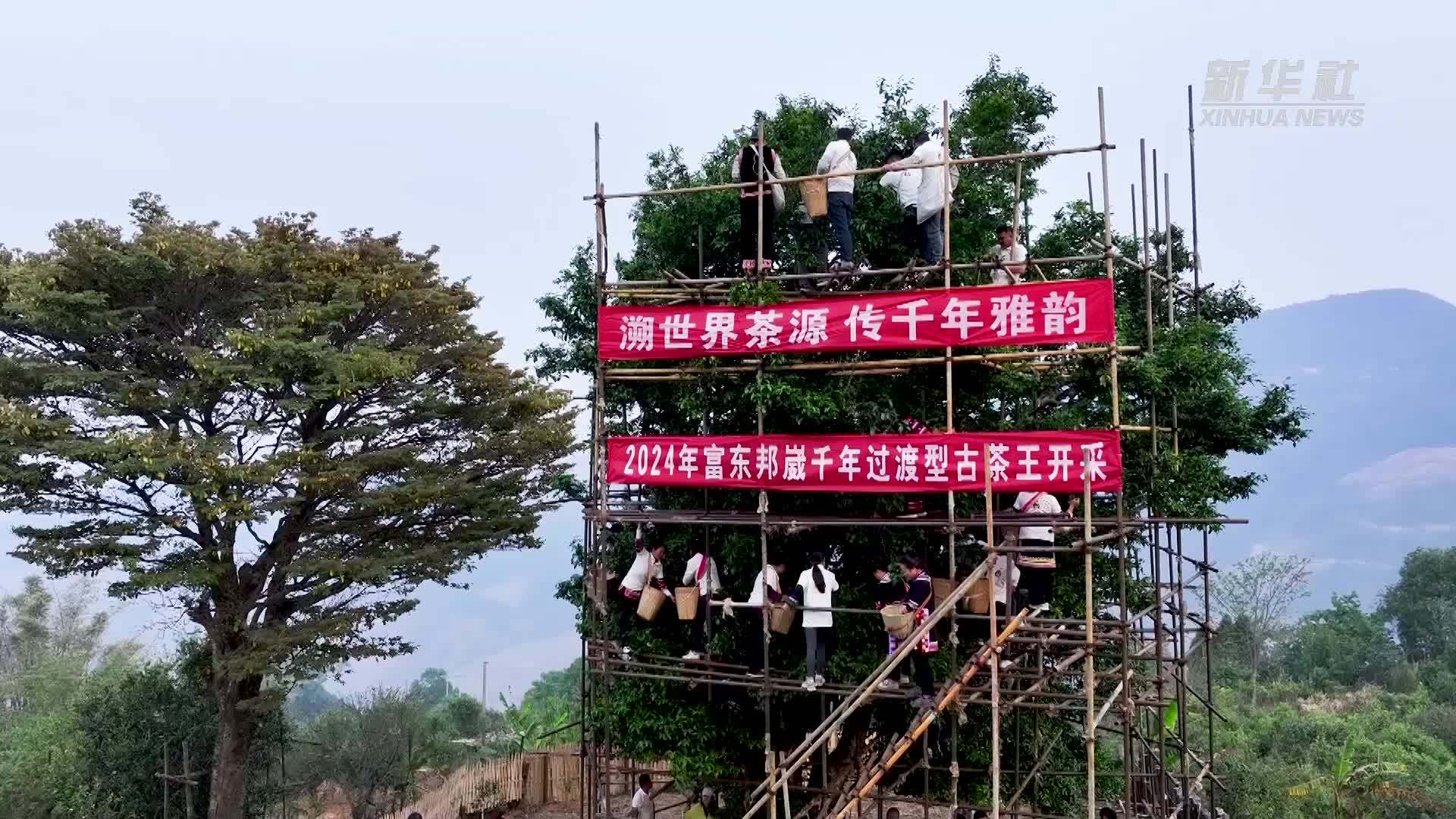 70.8公斤!这棵千年过渡型古茶王开采_凤凰网资讯_凤凰网