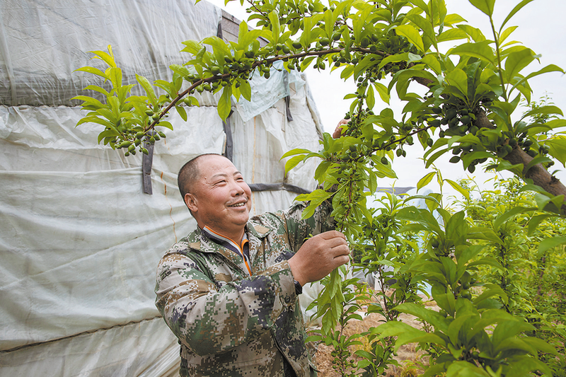 4月18日，华州区大圣桃缘农业发展有限公司杏林种植基地内，徐纲看着栽种成功的新品种果树，笑容满面。