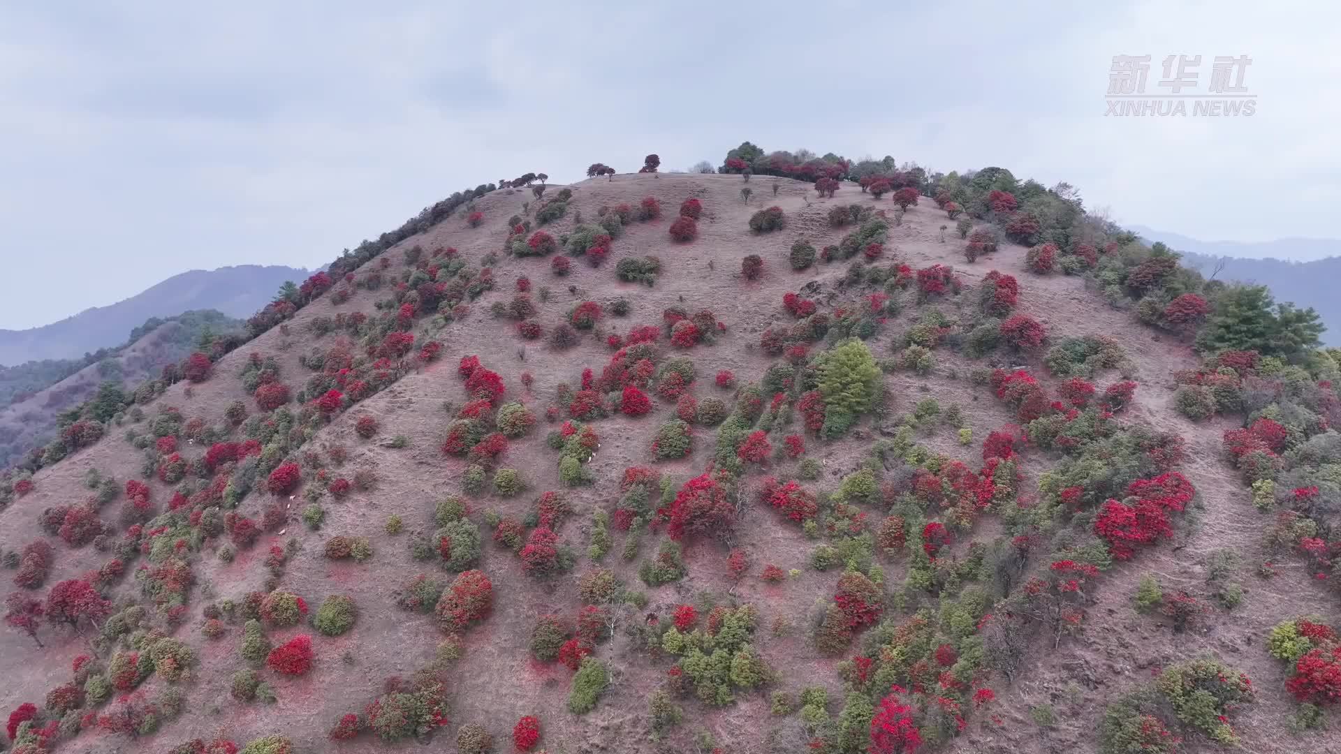 千城胜景｜云南保山 数万株大树杜鹃迎来盛花期