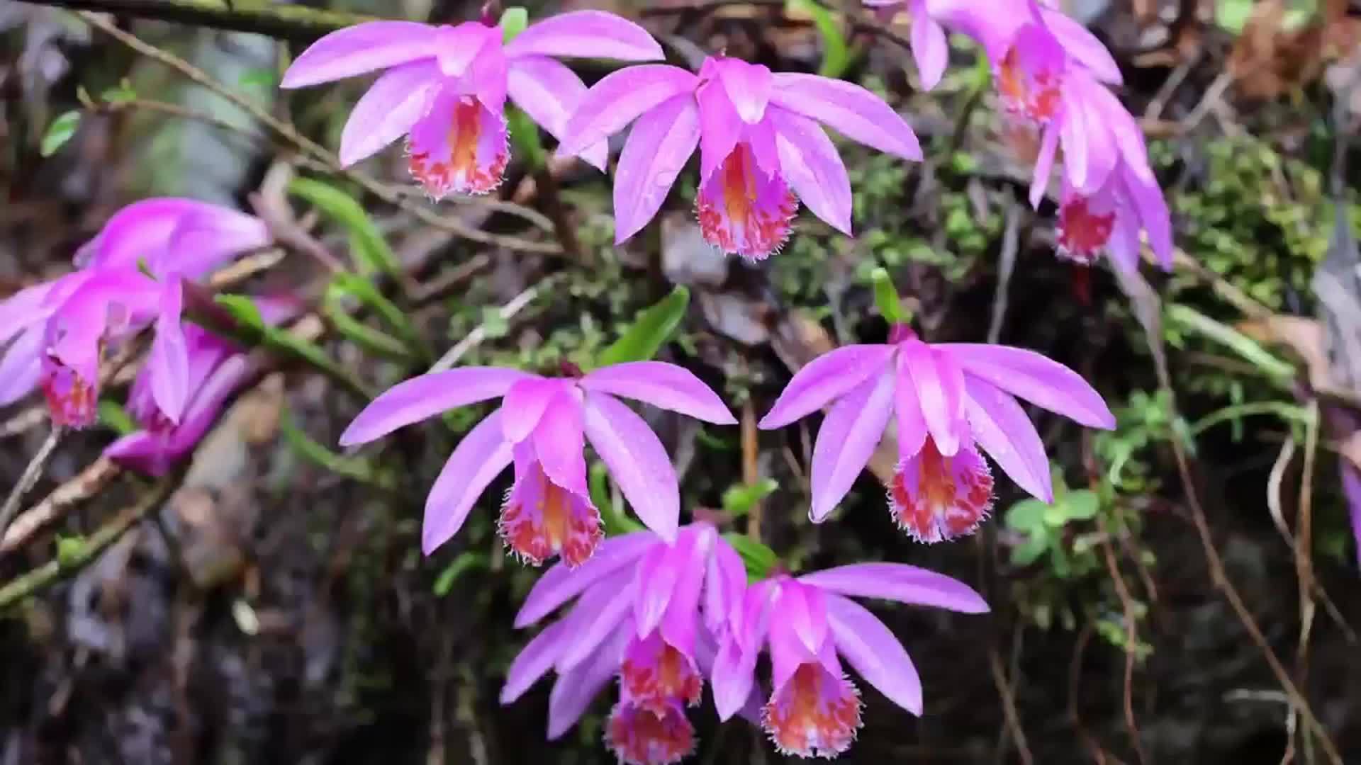 千城百县看中国｜湖北鹤峰：这里发现大面积独蒜兰野生种群