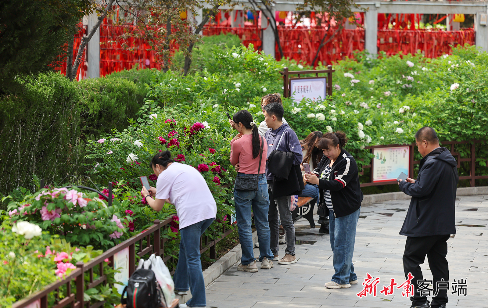 四月，天水市秦州区文庙牡丹园的牡丹已花开成海，园中游人如织，华丽的色彩美不胜收。各品种牡丹争妍斗艳，吸引了众多游人前来“打卡”赏花。新甘肃·甘肃日报记者　冯乐凯　摄