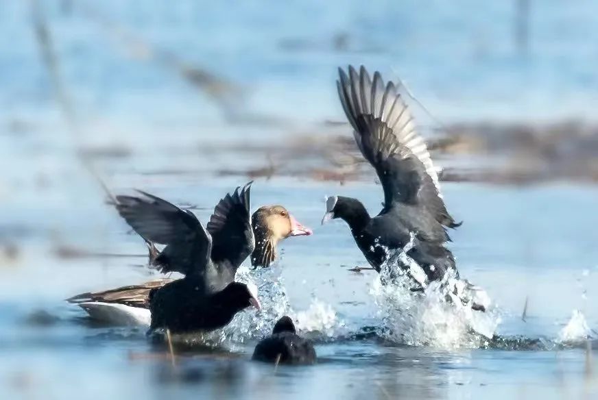 作者:韩锡福拍摄地:大庆市龙凤湿地作品名称:《针尾鸭》作者:申恩泉
