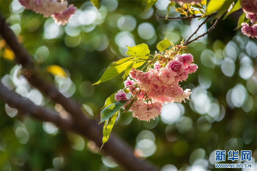 4月12日,河南省济源市思礼镇万阳湖畔的樱花。