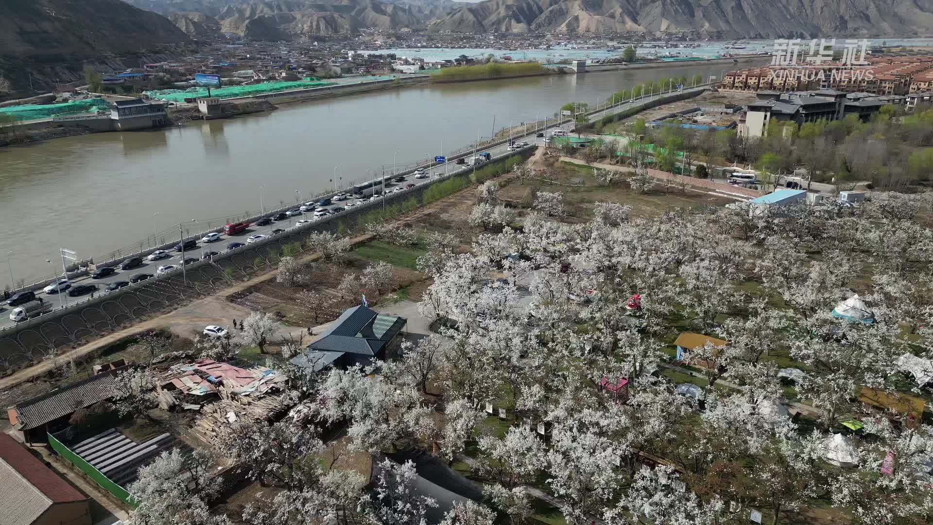 神州春色美｜万亩梨花绽放黄河之畔