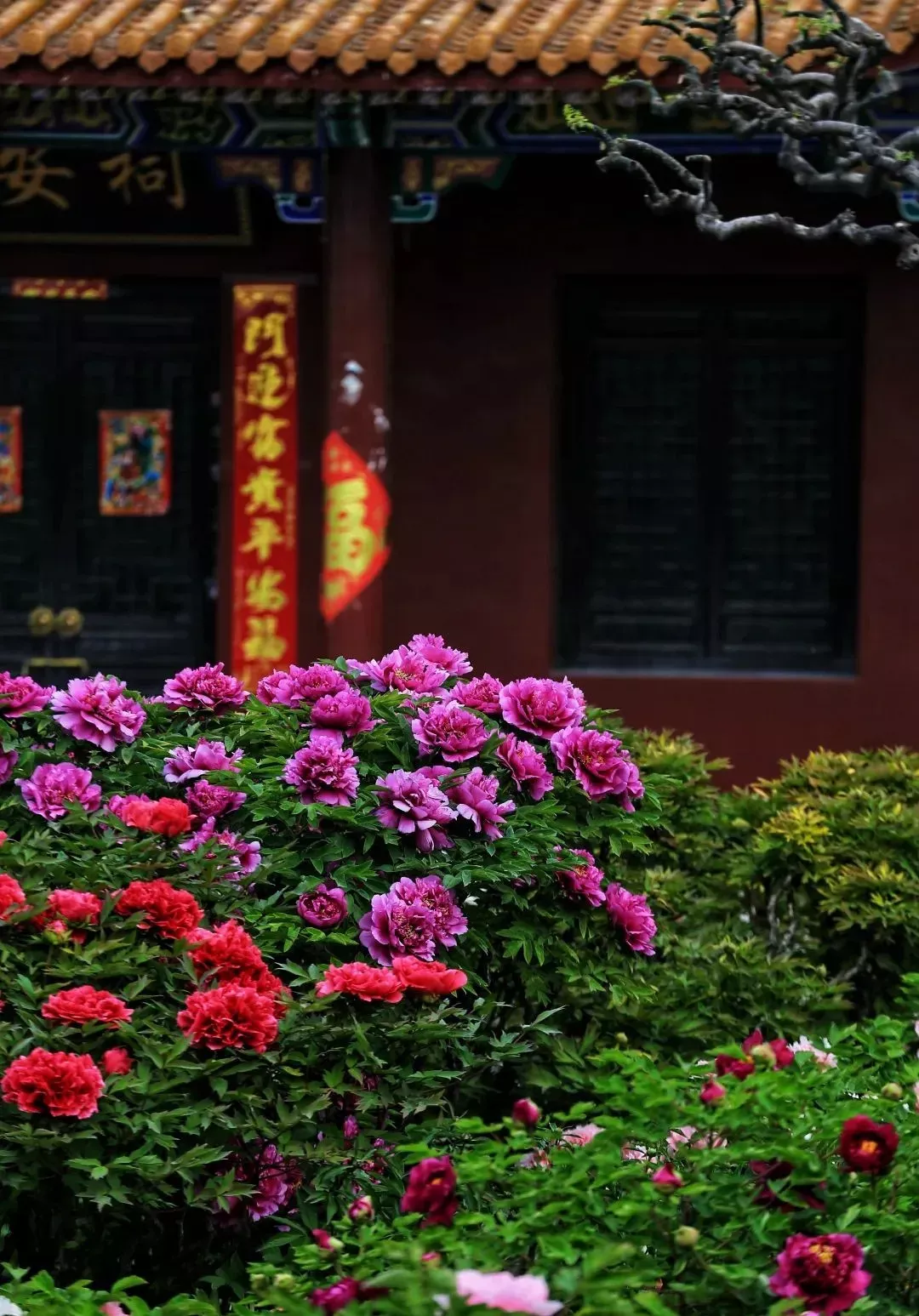 // 菏泽牡丹　摄影：韩健